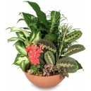 send green plants to manila,delivery green plants to manila,online order plants to manila,