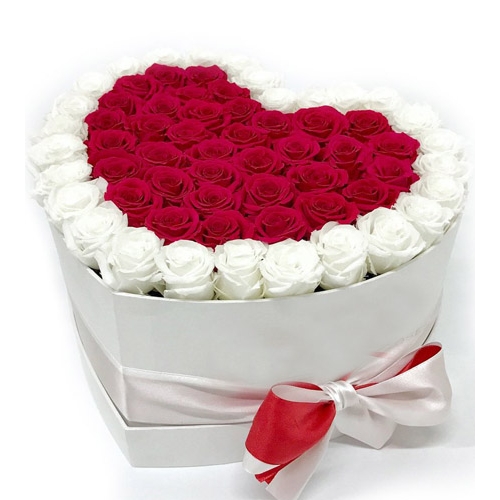 50 Red & White Roses in Box