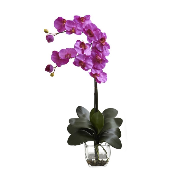 Send orchid Plant to Cavite