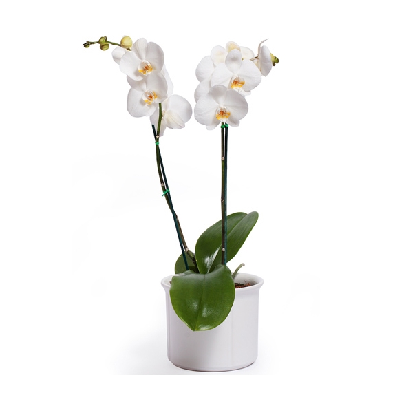 Send orchid Plant to Manila