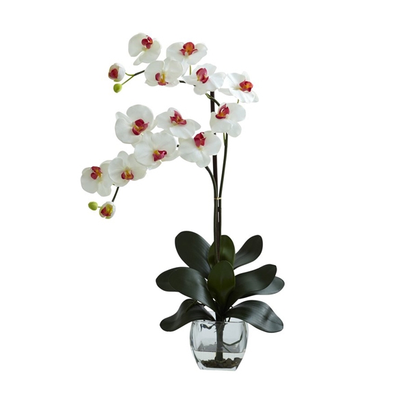 Send orchid Plant to Rizal
