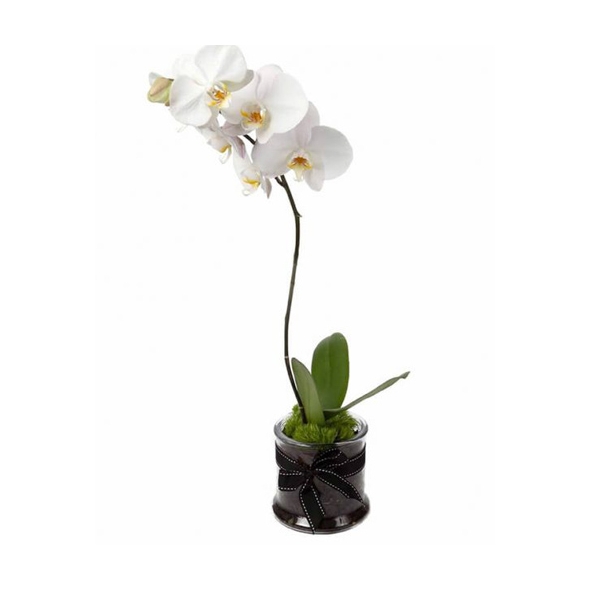 Send orchid Plant to Philippines