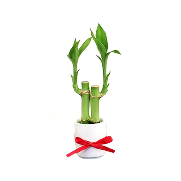 Lucky bamboo delivery To Philippines